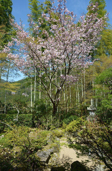 Cherry blossoms in Banhwanen, Hosenin, Ohara, Sakyo-ku, Kyoto