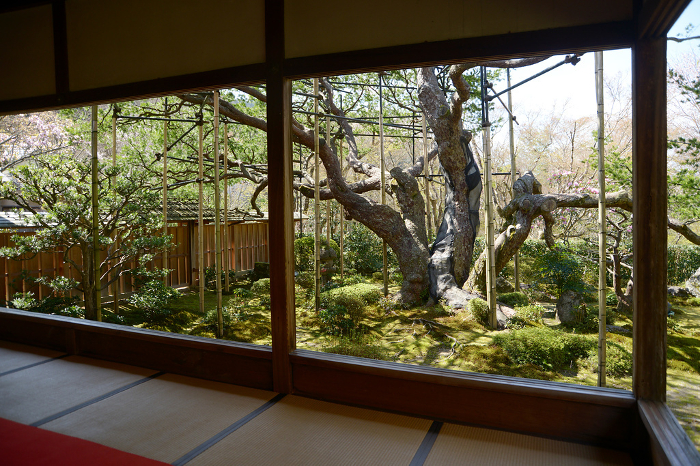 Goyonomatsu pine tree seen from the shoin at Hosenin Temple Ohara, Sakyo-ku, Kyoto