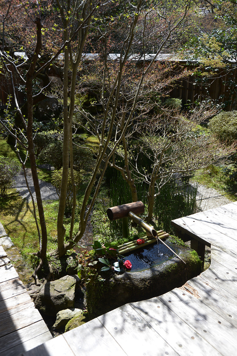 Tezuibachi in Hosenin Crane and Turtle Garden Ohara, Sakyo-ku, Kyoto