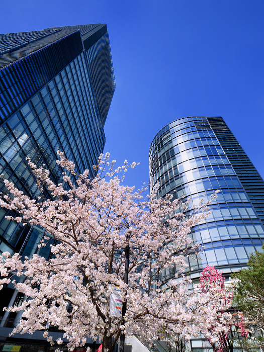 Cherry blossoms in full bloom and Watellas Tokyo