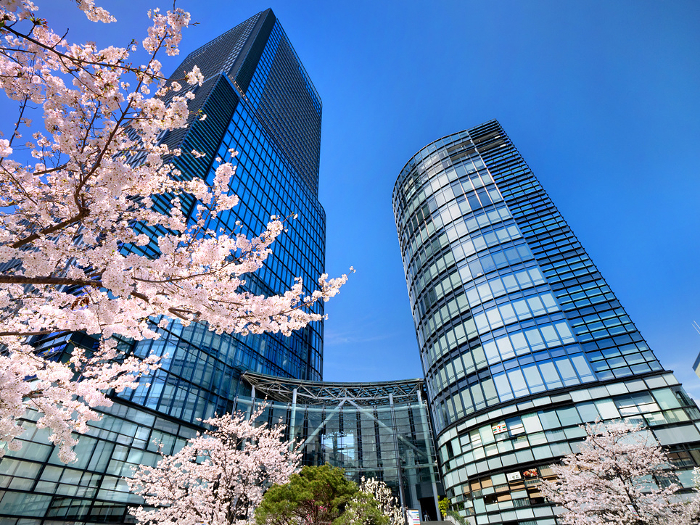 Cherry blossoms in full bloom and Watellas Tokyo