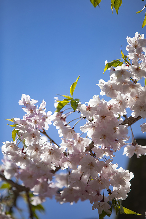 Hyogo Prefecture weeping cherry (Prunus incisa)