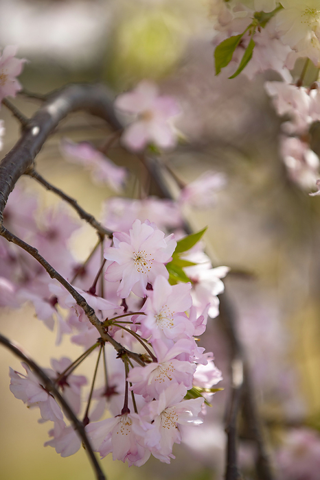 Hyogo Prefecture weeping cherry (Prunus incisa)