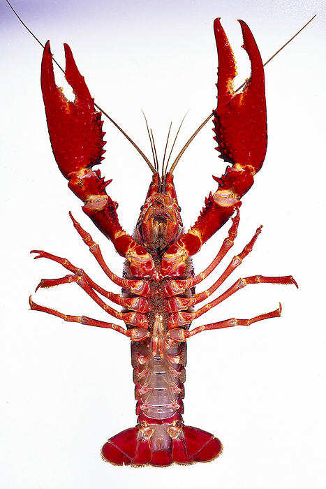 American crayfish, male, ventral surface Males have large scissors limbs and long first and second ventral limbs as copulatory organs.