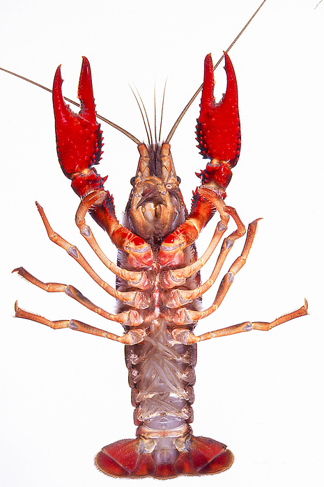 American crayfish, female, ventral surface Ventral surface of female. Females have smaller scape limbs and lack long copulatory organs.