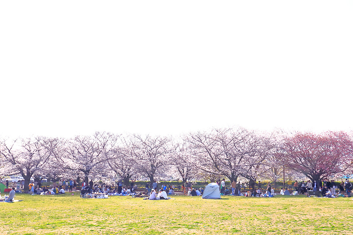 Row of cherry trees in Samukawa Central Park