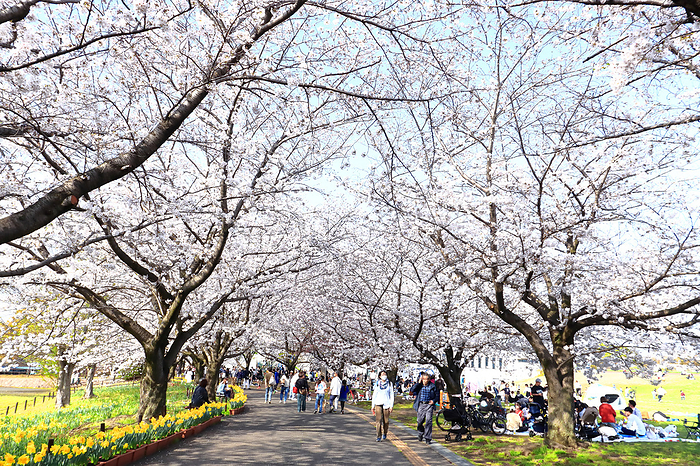 Row of cherry trees in Samukawa Central Park