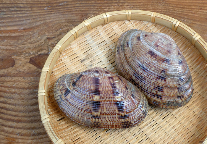 Pictures of the large bivalve mussel, Sedale mussel (Himegai), originating from the Seto Inland Sea, Mikawa Bay, and other areas.