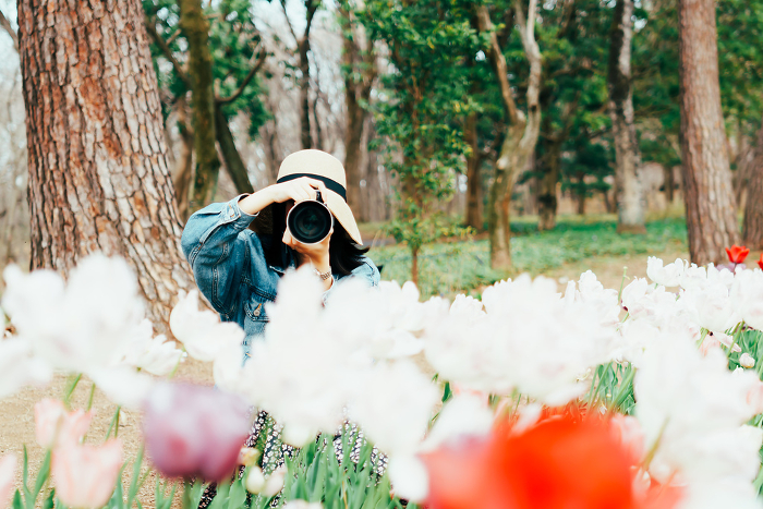 Woman taking a picture of a tulip field