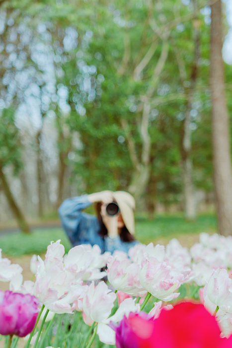 Woman taking a picture of a tulip field