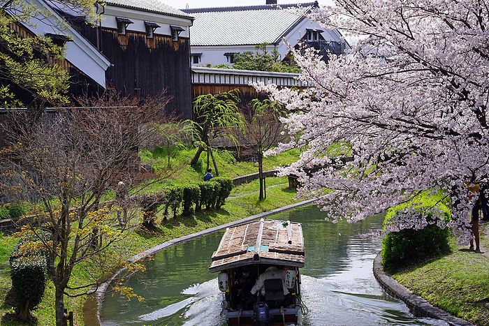 Fushimi Jujikkoku bune and Cherry Blossoms on the Uji River School Kyoto Pref.                                