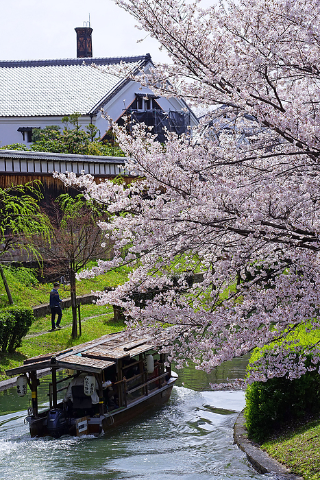 Fushimi Jujikkoku bune and Cherry Blossoms on the Uji River School Kyoto Pref.                                