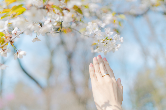 Woman reaching for cherry blossoms