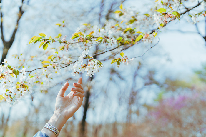Woman reaching for cherry blossoms