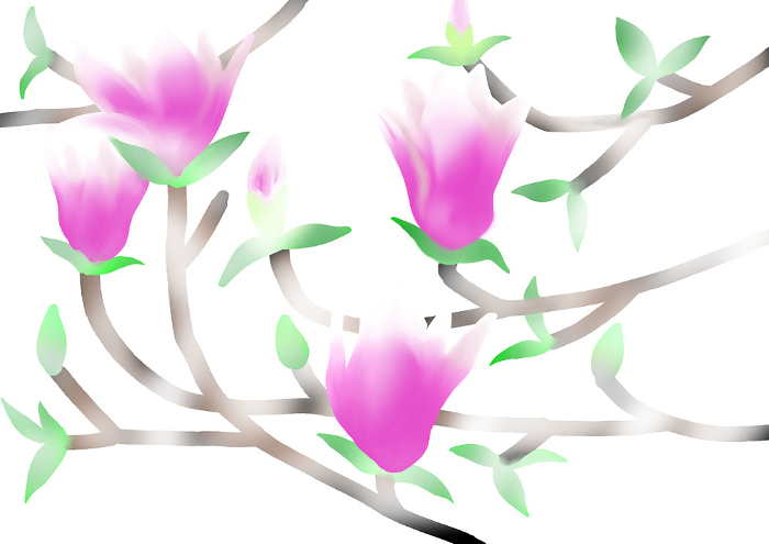 Clip art of magnolia in Japanese style