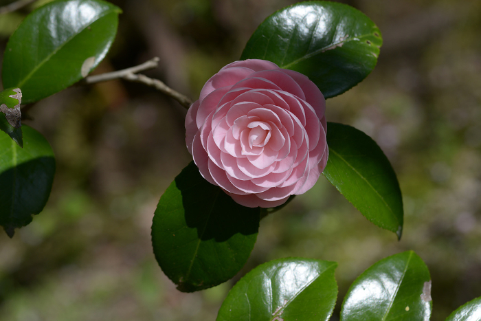 Camellia flower in Hosenin Ho-Rakuen, Ohara, Sakyo-ku, Kyoto