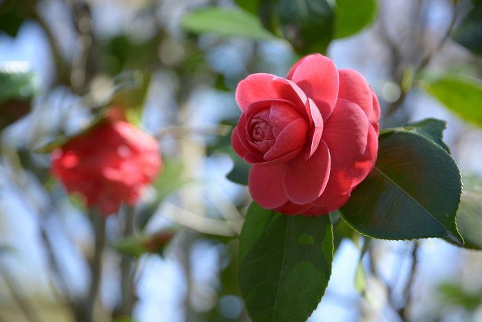 Camellia flower in Hosenin Ho-Rakuen, Ohara, Sakyo-ku, Kyoto