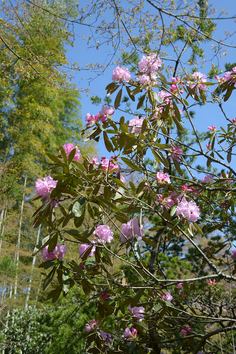 Hosenin Rhododendron in Ho-Rakuen Ohara, Sakyo-ku, Kyoto
