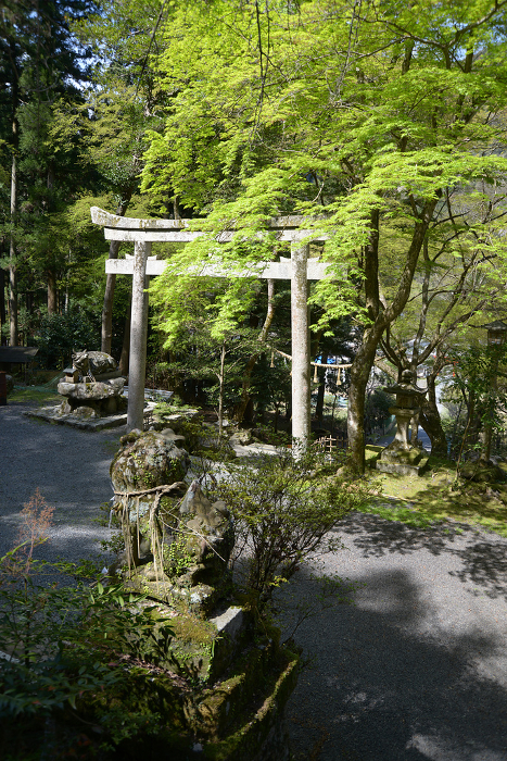 Yase Hachimangu Shrine, Yase, Sakyo-ku, Kyoto City, precincts in fresh green