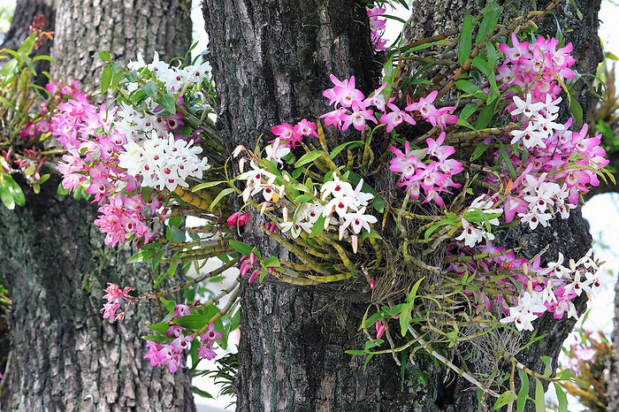 Epiphytic plants Epiphytic orchids