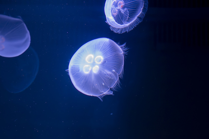 Fantastically shimmering jellyfish
