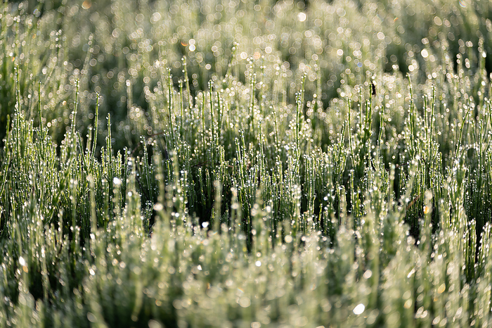 Horsetail sprouts glistening in the morning dew, Saitama Prefecture