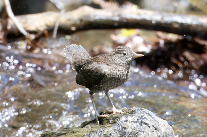 A juvenile crow waiting to feed on a stone in a mountain stream