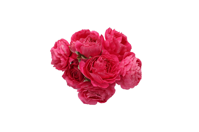 Bouquet of red ranunculus on white background