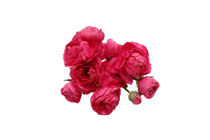 Bouquet of red ranunculus on white background