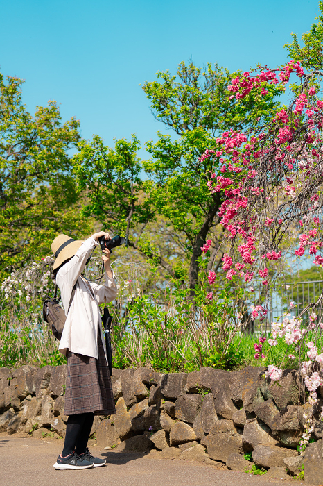 Woman taking a photo of a mountain peach