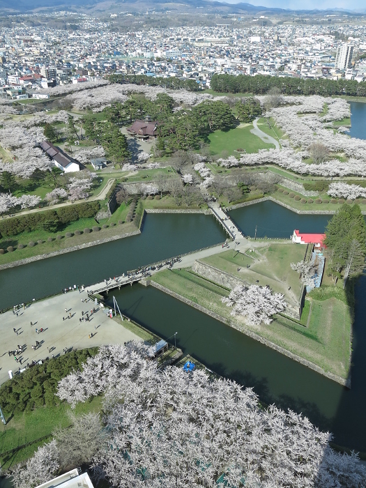 Hakodate Goryokaku in spring with beautiful cherry blossoms (view from the first floor of Goryokaku Tower Observation)