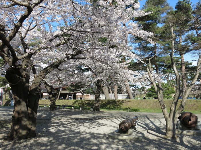 Hakodate Goryokaku (Cannon and Hakodate Magistrate's Office) in spring with beautiful cherry blossoms