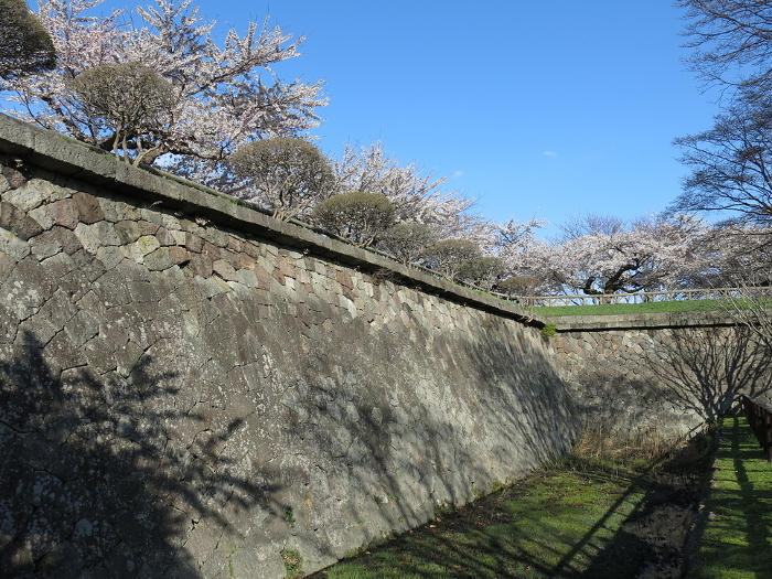 The main stone wall of Goryokaku in Hakodate, decorated with cherry blossoms (decapitated stone wall)