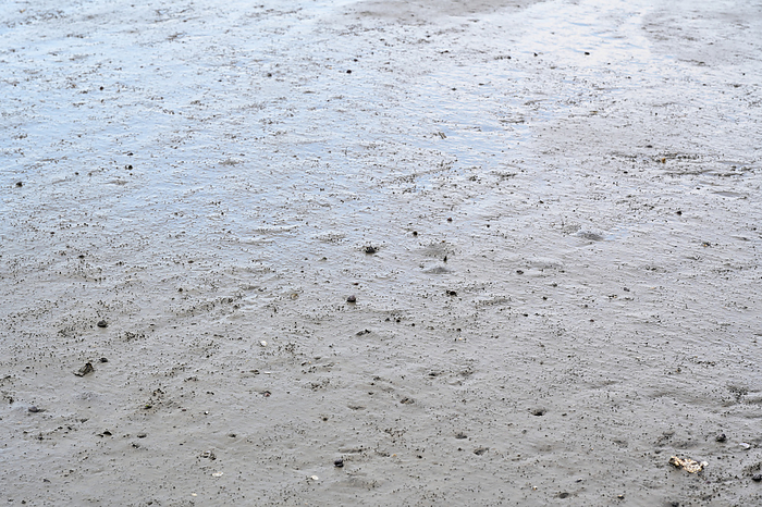 Mud in Fujimae Tidal Flat Nagoya City Ramsar Convention listed wetlands