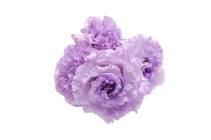 Bouquet of lisianthus with white background