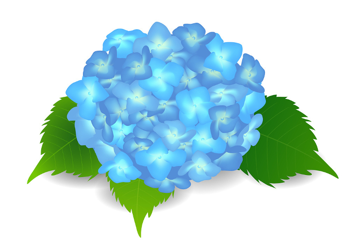 Hydrangea Rainy season Flower Icon