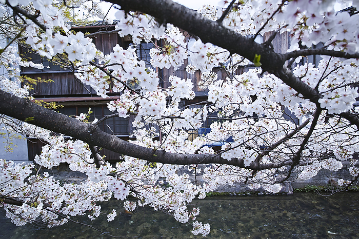 Cherry blossoms Gion