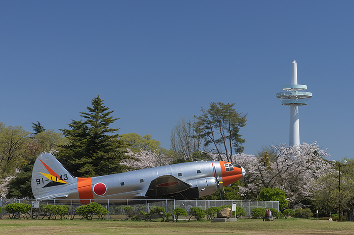 Cherry blossoms in Tokorozawa Aviation Memorial Park Tokorozawa City, Saitama Prefecture