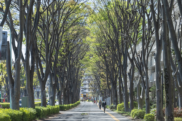 Tree-lined avenue of fresh greenery Tokorozawa City, Saitama Prefecture