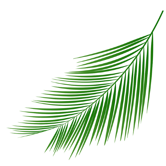 Palm Leaves Summer Green Icon