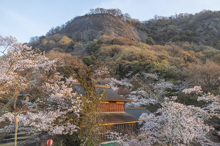 Cherry blossoms at Iwadonoyama Maruyama Park Otsuki City, Yamanashi Prefecture