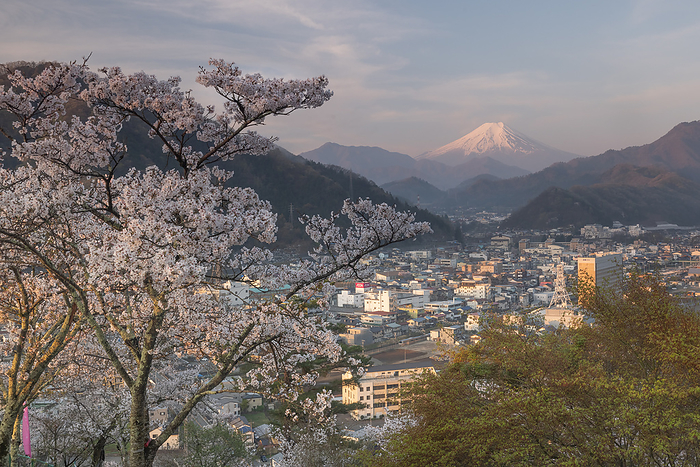 Cherry blossoms and Mt. Fuji Otsuki City, Yamanashi Prefecture From Iwadonoyama Maruyama Park