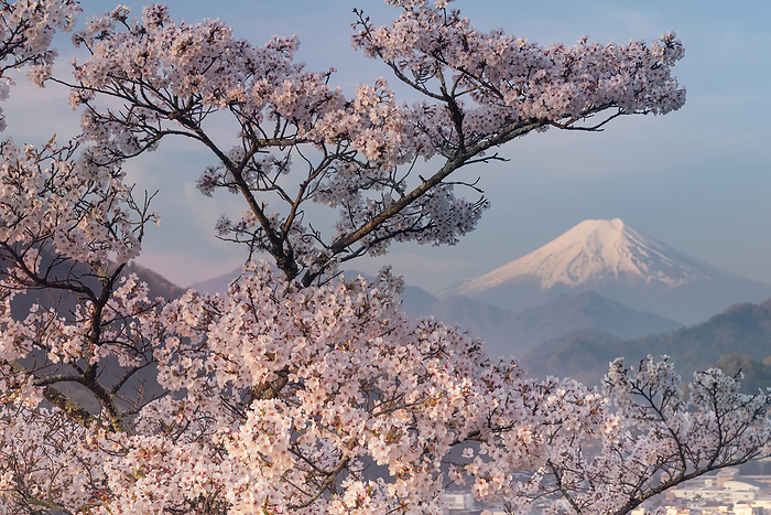 Cherry blossoms and Mt. Fuji Otsuki City, Yamanashi Prefecture From Iwadonoyama Maruyama Park