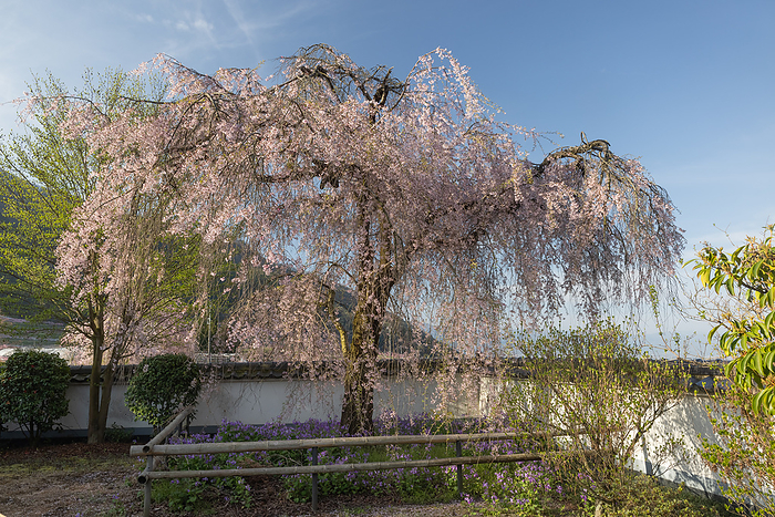 Cherry blossoms at Jiunji Temple Koshu City, Yamanashi Prefecture
