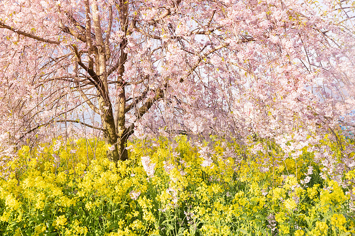 Cherry blossoms and rape blossoms Koshu City, Yamanashi Prefecture