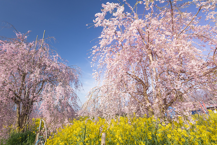 Cherry blossoms and rape blossoms Koshu City, Yamanashi Prefecture