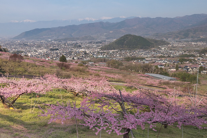 Spring scenery of Fuefuki-shi Fuefuki-shi, Yamanashi Pref.
