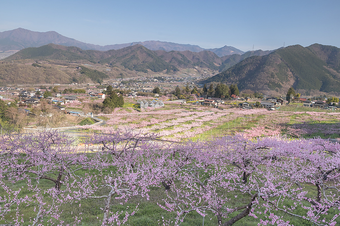 Spring scenery of Fuefuki-shi Fuefuki-shi, Yamanashi Pref.