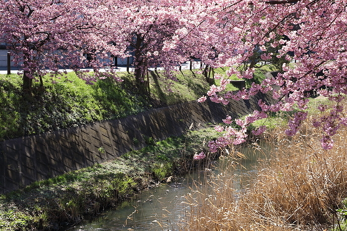Matsudo Walking Trail Kawazu-zakura (Cherry Blossom)