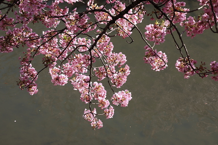 Matsudo Walking Trail Kawazu-zakura (Cherry Blossom)